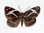 Geyeria