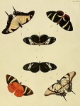 Xanthocastnia