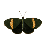 Castnius