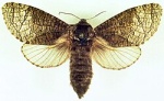 Acossus