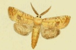 Paracossulus
