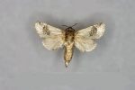 Parahypopta