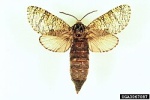 Prionoxystus