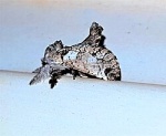 Inguromorpha