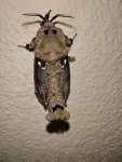 Langsdorfia