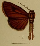 Indarbela