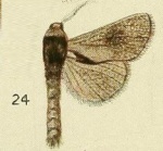 Lebedodes