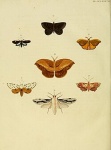 Morpheis