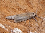 Phragmataecia