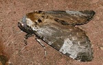 Macrocossus