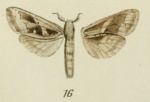 Oreocossus