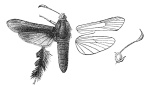 Lenyra