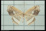 Leucoblepsis
