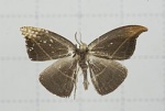 Microblepsis