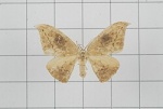 Strepsigonia