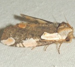 Euthyatira