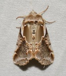 Habrosyne