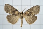 Mimopsestis
