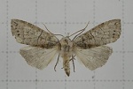 Takapsestis
