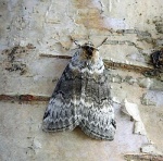 Tetheella