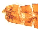 Paracrania