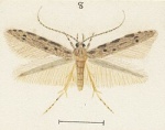 Microcolona