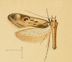 Apatema