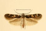 Dysallomima