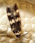 Oegoconia