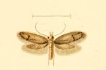 Pantacordis