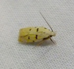Stibaromacha