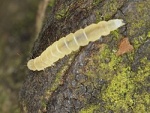 Chimabachidae