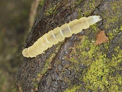 Chimabachidae (Семейство)