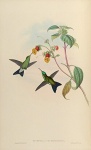 Augasma