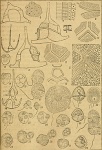 Goniodoma