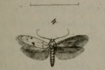 Enolmis