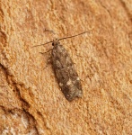 Neofriseria
