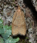 Psilocorsis