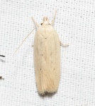 Gonioterma