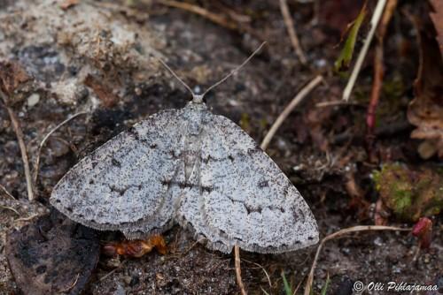 Elophos vittaria
