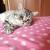 Кошка-пессимист стала новой звездой Instagram