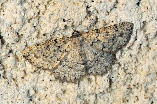 Charissa obscurata