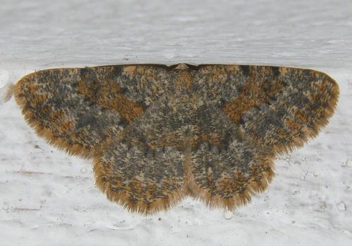 Charissa mucidaria