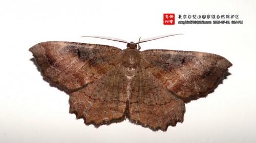 Ctenognophos grandinaria