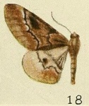 Exeliopsis