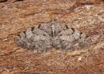 Aethalura