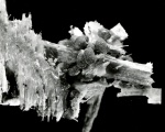 Anacamptodes