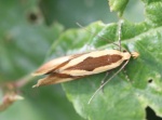 Harpella