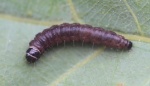 Подсемейство: Gelechiinae

	Триба: Anacampsini

	Anacampsis