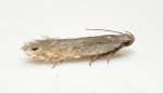 Battaristis
